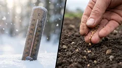 Vad du kan så för förodling i februari: experttips för en frodig trädgård i maj