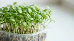 Koriandermikrogrönt på fönsterbrädan: En enkel guide till skörd på 10–14 dagar