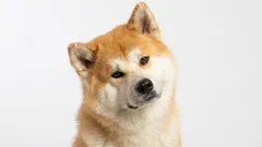 Enpersonshundar: 9 raser som väljer en enda ägare