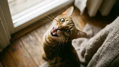 Varför din katt går runt i huset och jamar hela tiden – vad den försöker säga dig