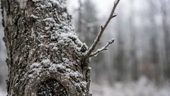 Skydd av rötter på vintern: Därför klarar vissa träd den lättare medan andra far illa
