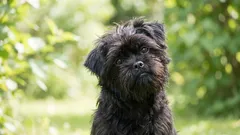 5 hundraser som älskar sina ägare till den grad av total hängivenhet