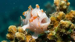 Fiskar är inte tysta: Forskare avkodar ljuden hos åtta arter