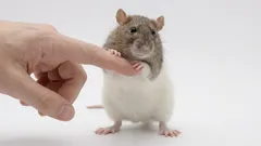 Tamhus råtta som husdjur: nackdelar, ansvar och vad som krävs