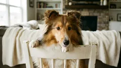 En studie visade att hundar medvetet kan vilseleda – men med viktiga nyanser