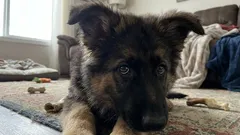 Kan en hund rymma från en dålig ägare? Tecken på att din hund är rädd för dig – expertråd